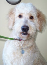 Dewey the a "doodle" awaits his new home!