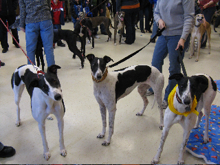 Greyhounds at the GPA-HAWS partnership party.