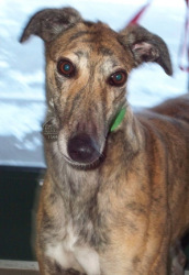 Toy is a 3 year old female greyhound.